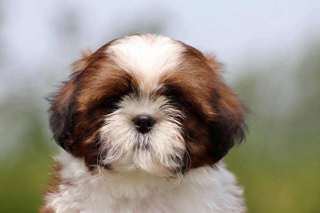 De La Baronnerie Des Cuillerdier - Chiots disponibles - Shih Tzu