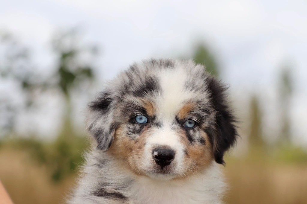 De La Baronnerie Des Cuillerdier - Chiots disponibles - Berger Australien
