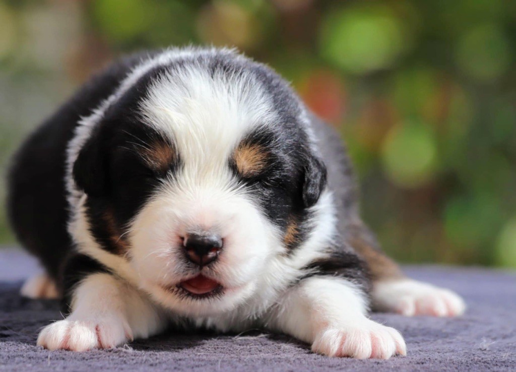 De La Baronnerie Des Cuillerdier - Chiots disponibles - Berger Australien