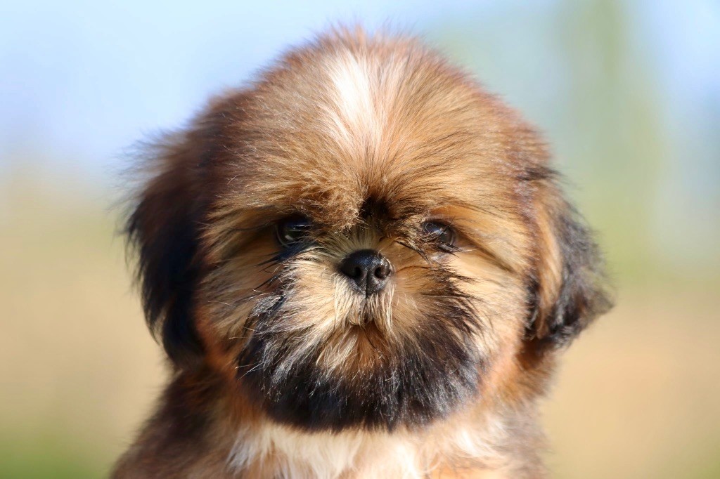 De La Baronnerie Des Cuillerdier - Chiots disponibles - Shih Tzu