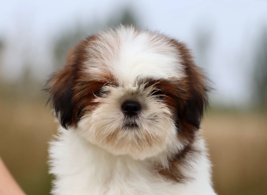 De La Baronnerie Des Cuillerdier - Chiots disponibles - Shih Tzu