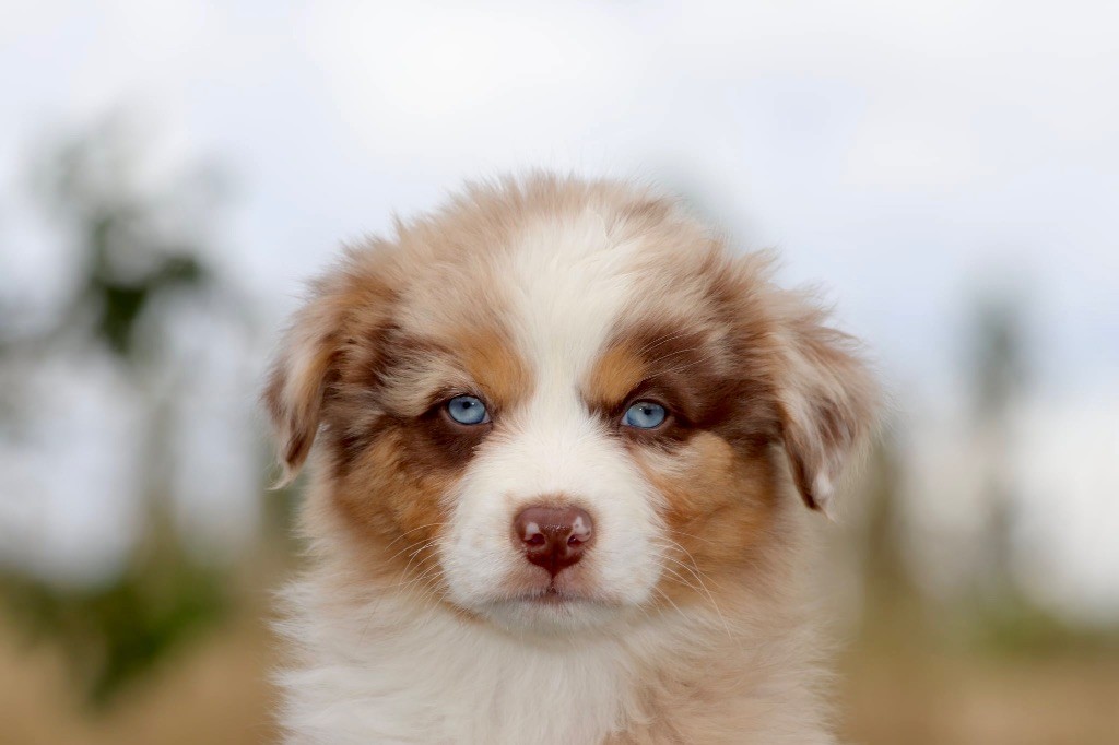 De La Baronnerie Des Cuillerdier - Chiots disponibles - Berger Australien
