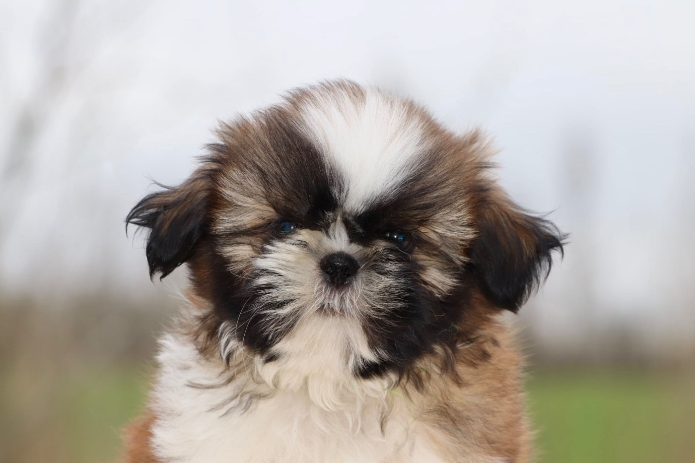 De La Baronnerie Des Cuillerdier - Chiots disponibles - Shih Tzu