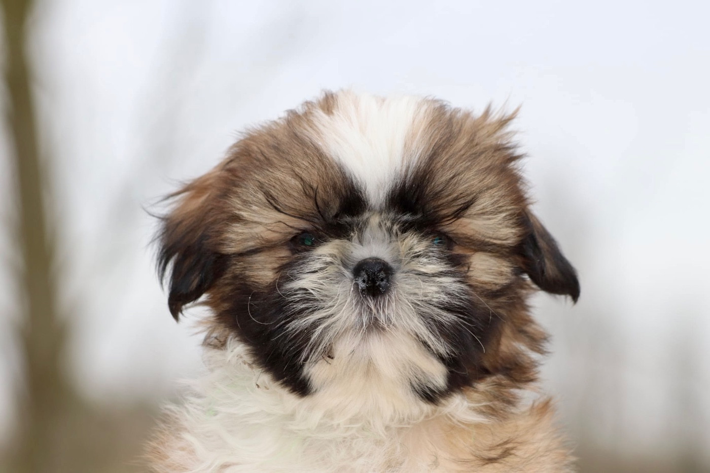 De La Baronnerie Des Cuillerdier - Chiots disponibles - Shih Tzu