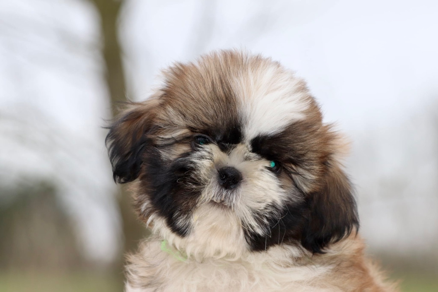 De La Baronnerie Des Cuillerdier - Chiots disponibles - Shih Tzu