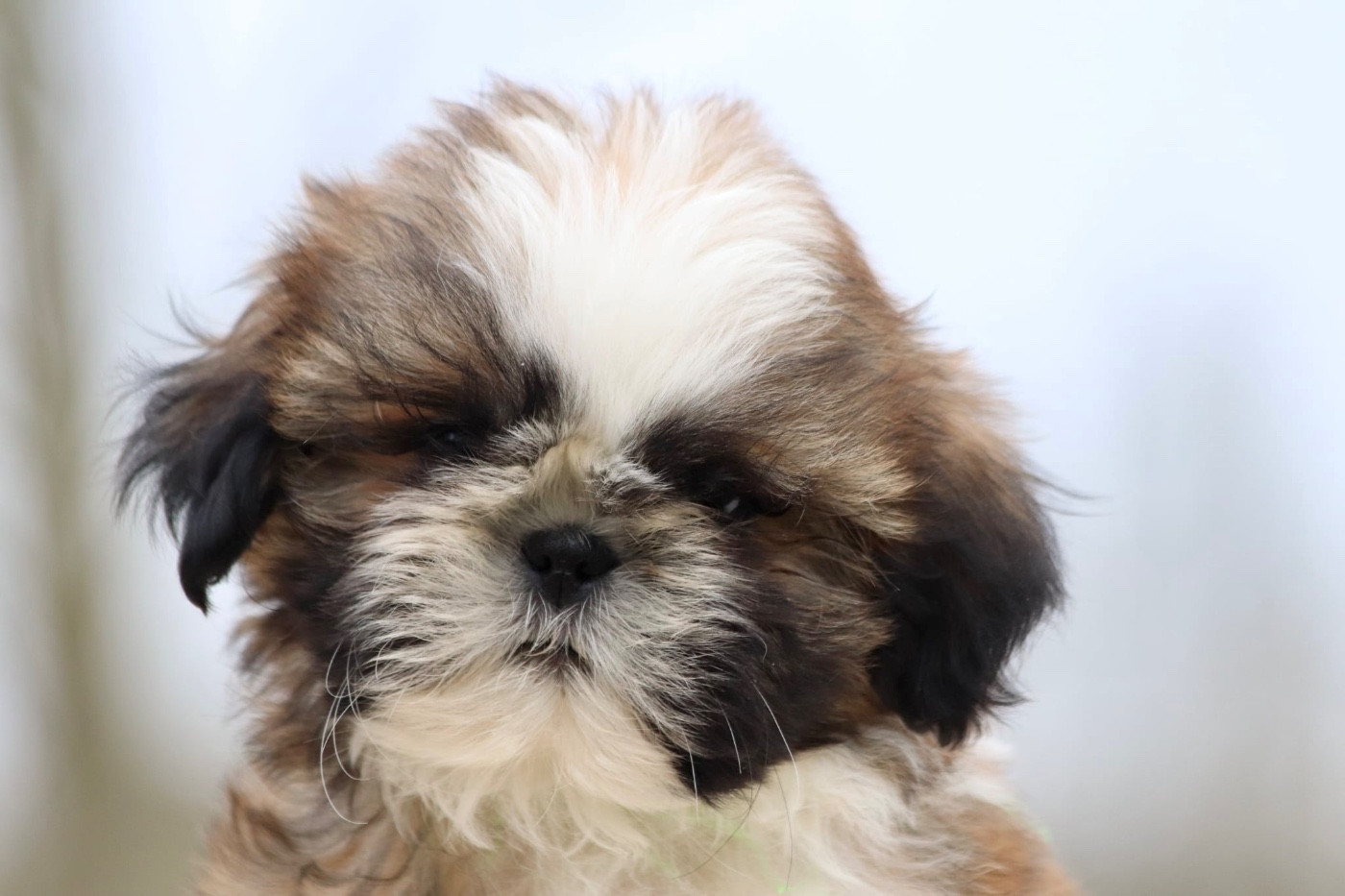 De La Baronnerie Des Cuillerdier - Chiots disponibles - Shih Tzu