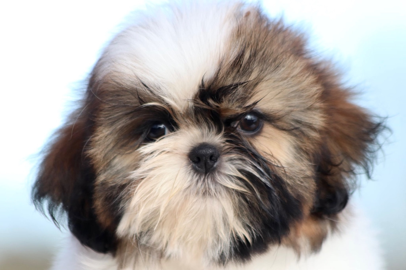 De La Baronnerie Des Cuillerdier - Chiots disponibles - Shih Tzu