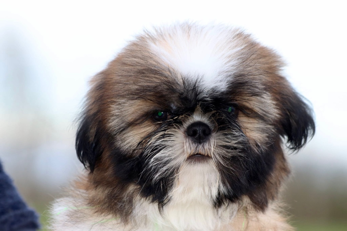 De La Baronnerie Des Cuillerdier - Chiots disponibles - Shih Tzu