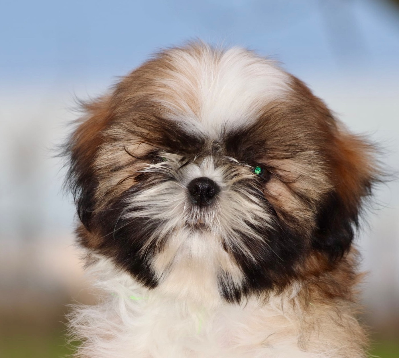 De La Baronnerie Des Cuillerdier - Chiots disponibles - Shih Tzu
