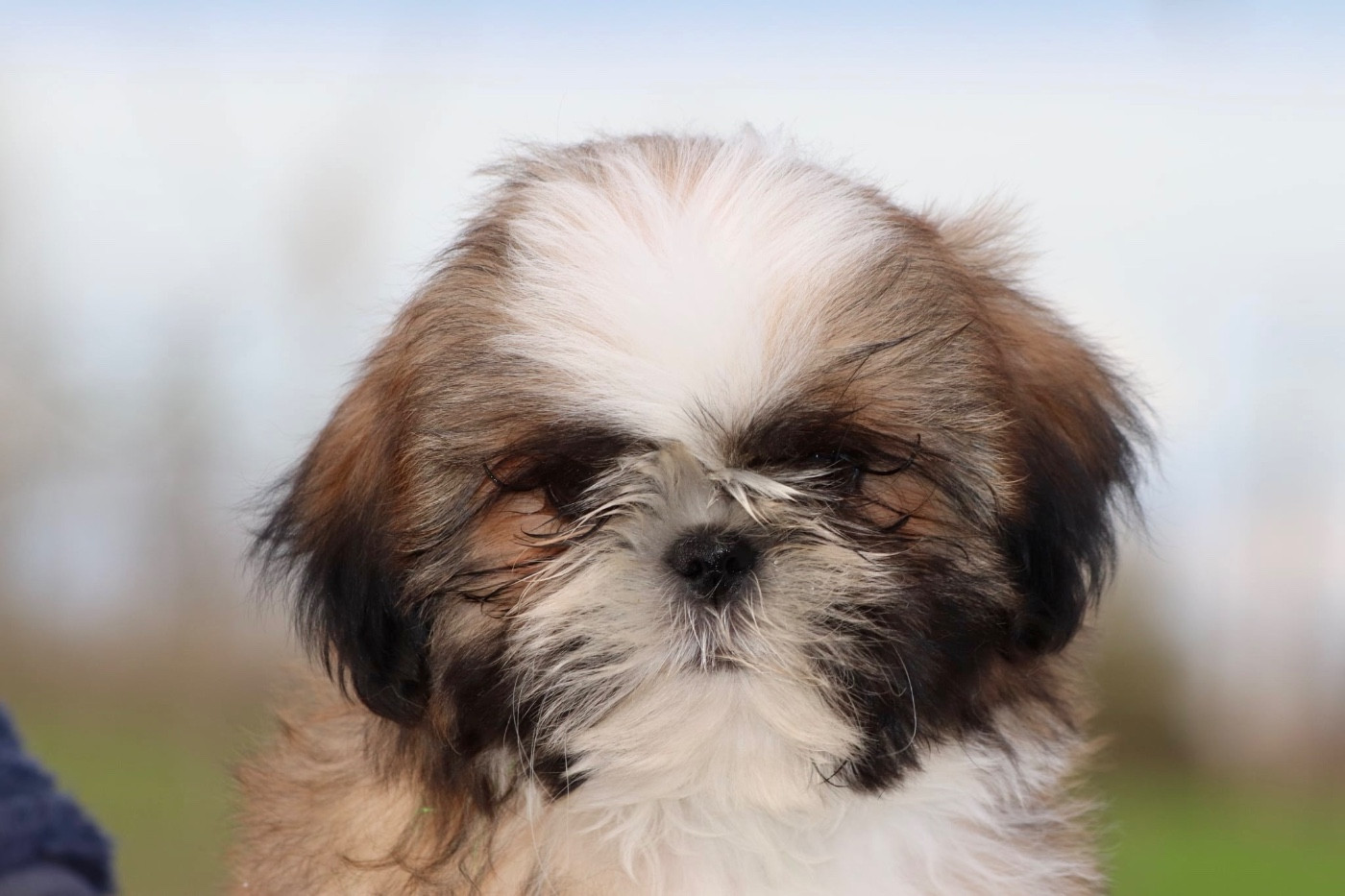 De La Baronnerie Des Cuillerdier - Chiots disponibles - Shih Tzu