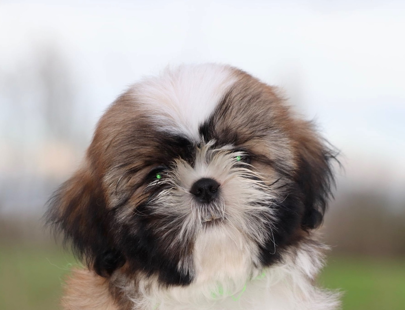 De La Baronnerie Des Cuillerdier - Chiots disponibles - Shih Tzu