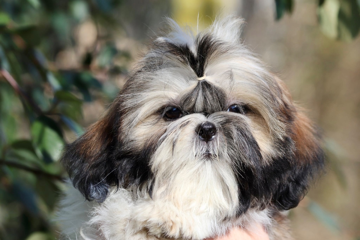 De La Baronnerie Des Cuillerdier - Chiots disponibles - Shih Tzu