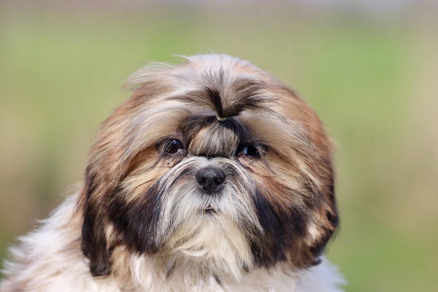 De La Baronnerie Des Cuillerdier - Chiots disponibles - Shih Tzu