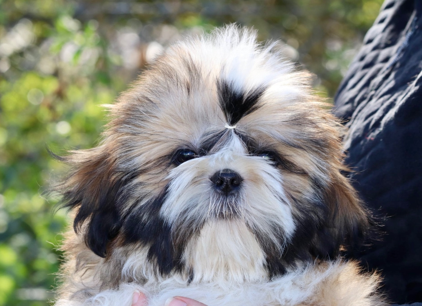 De La Baronnerie Des Cuillerdier - Chiots disponibles - Shih Tzu