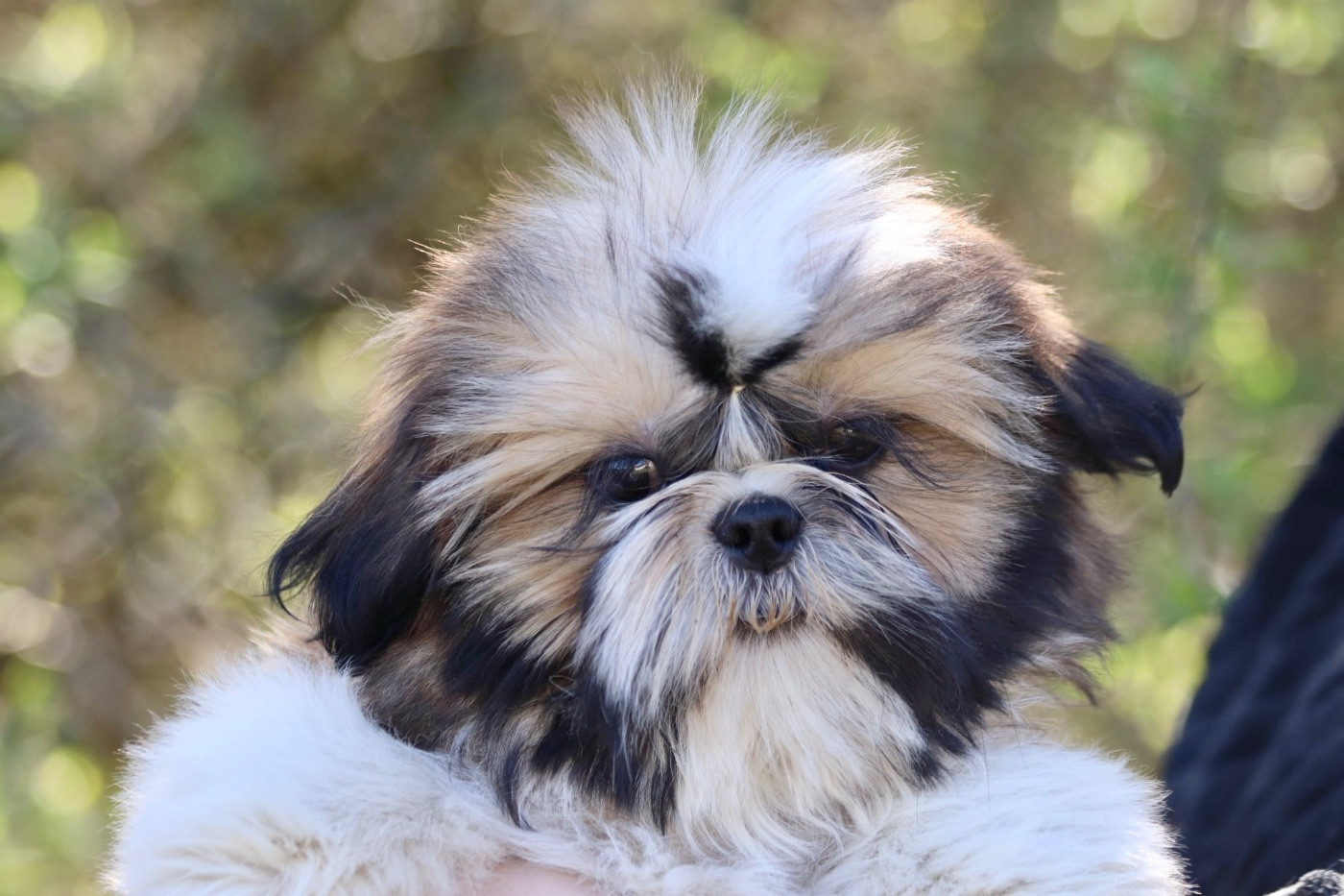 De La Baronnerie Des Cuillerdier - Chiots disponibles - Shih Tzu