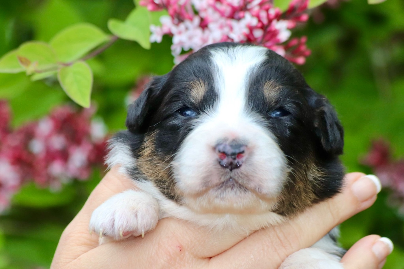 De La Baronnerie Des Cuillerdier - Chiots disponibles - Berger Australien