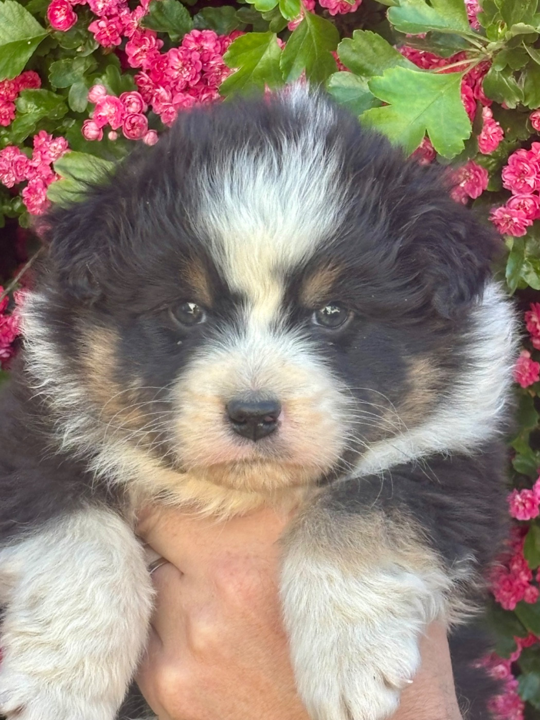 De La Baronnerie Des Cuillerdier - Chiots disponibles - Berger Australien