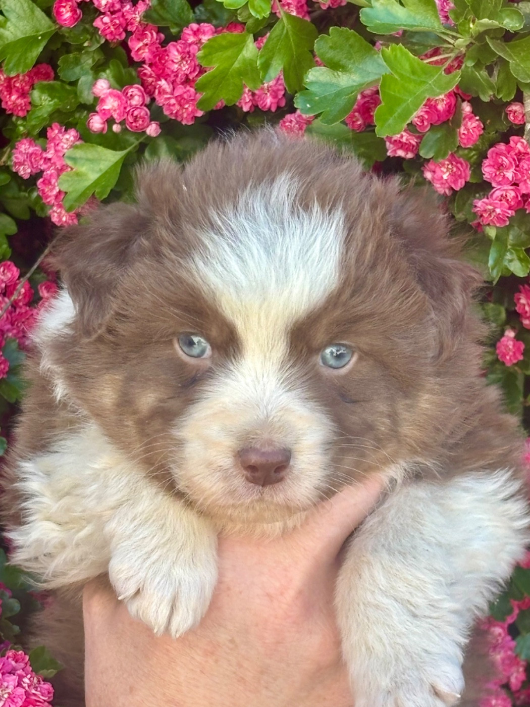 De La Baronnerie Des Cuillerdier - Chiots disponibles - Berger Australien