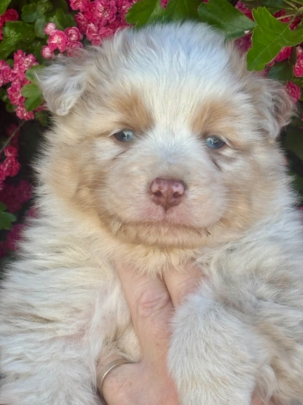 De La Baronnerie Des Cuillerdier - Chiots disponibles - Berger Australien