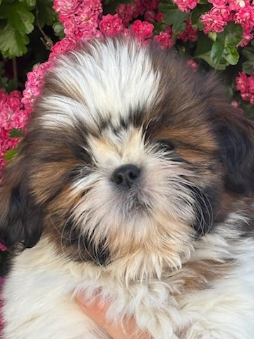 De La Baronnerie Des Cuillerdier - Chiots disponibles - Shih Tzu