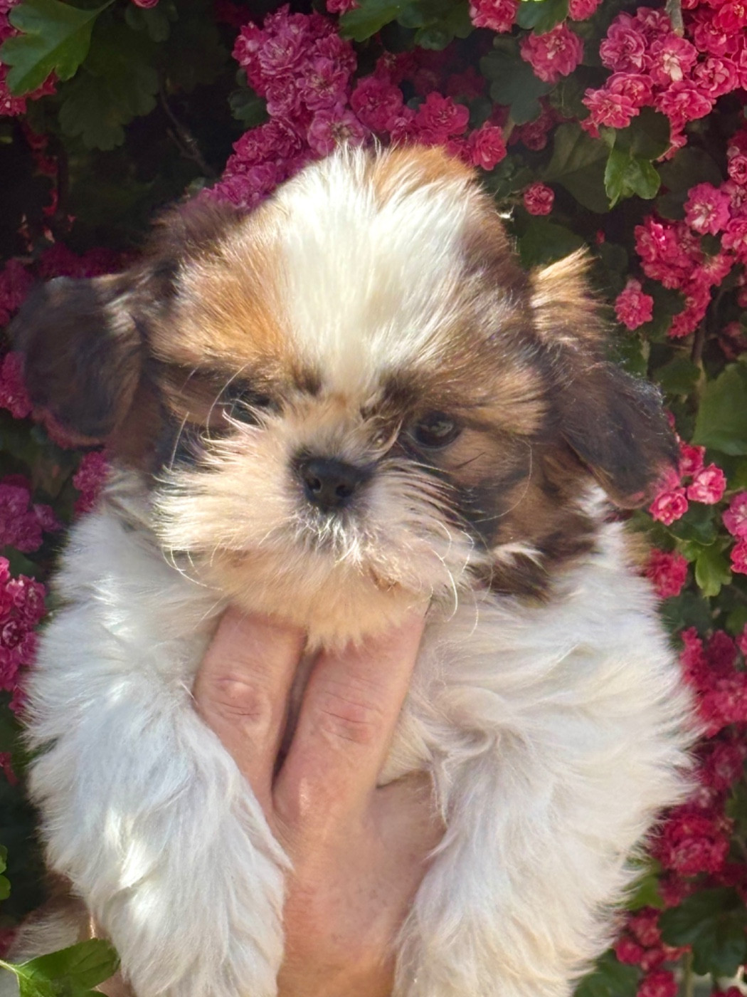 De La Baronnerie Des Cuillerdier - Chiots disponibles - Shih Tzu