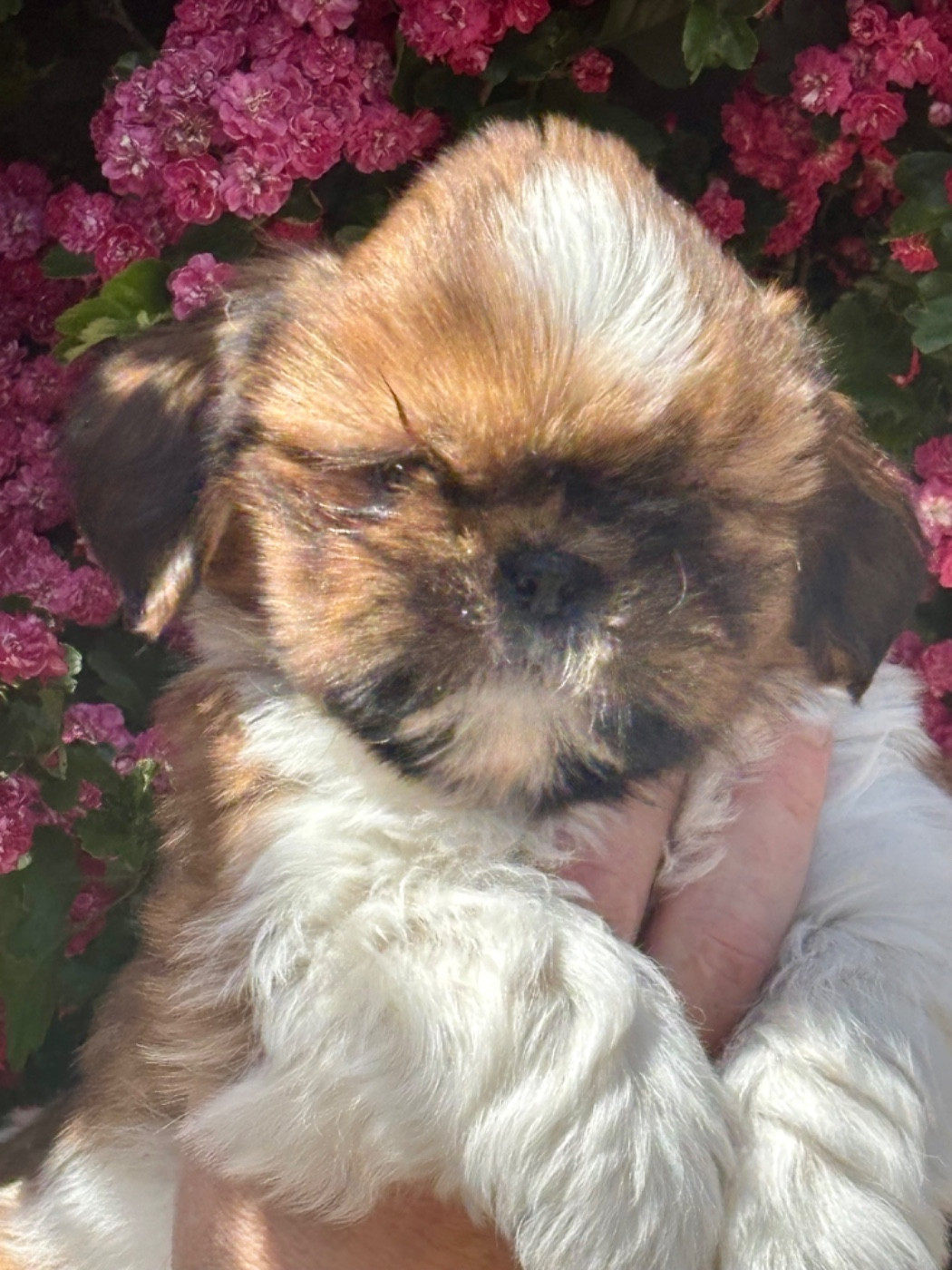 De La Baronnerie Des Cuillerdier - Chiots disponibles - Shih Tzu