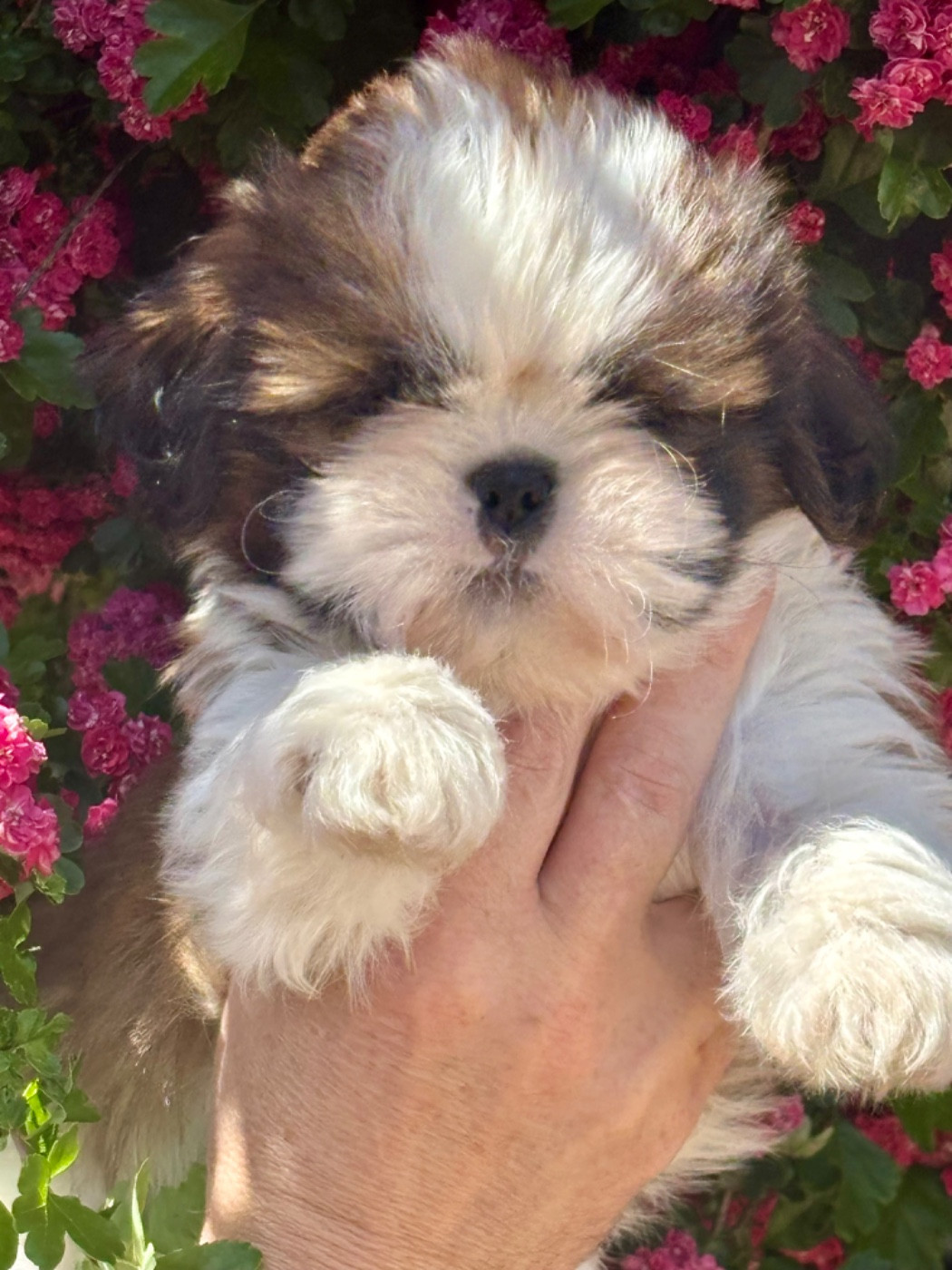 De La Baronnerie Des Cuillerdier - Chiots disponibles - Shih Tzu