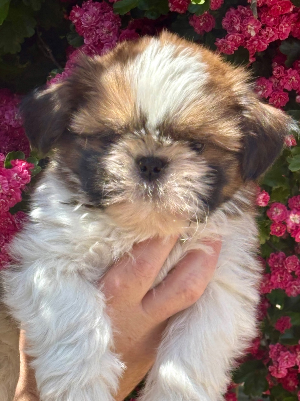 De La Baronnerie Des Cuillerdier - Chiots disponibles - Shih Tzu