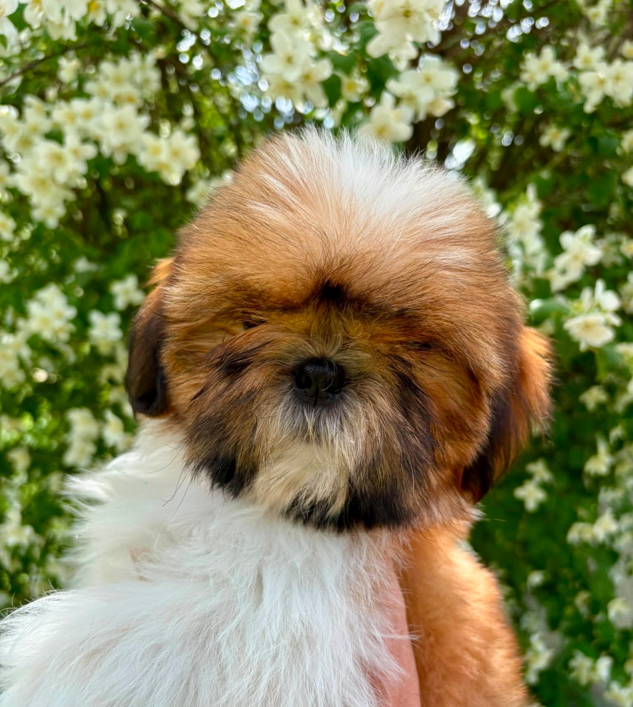De La Baronnerie Des Cuillerdier - Chiots disponibles - Shih Tzu