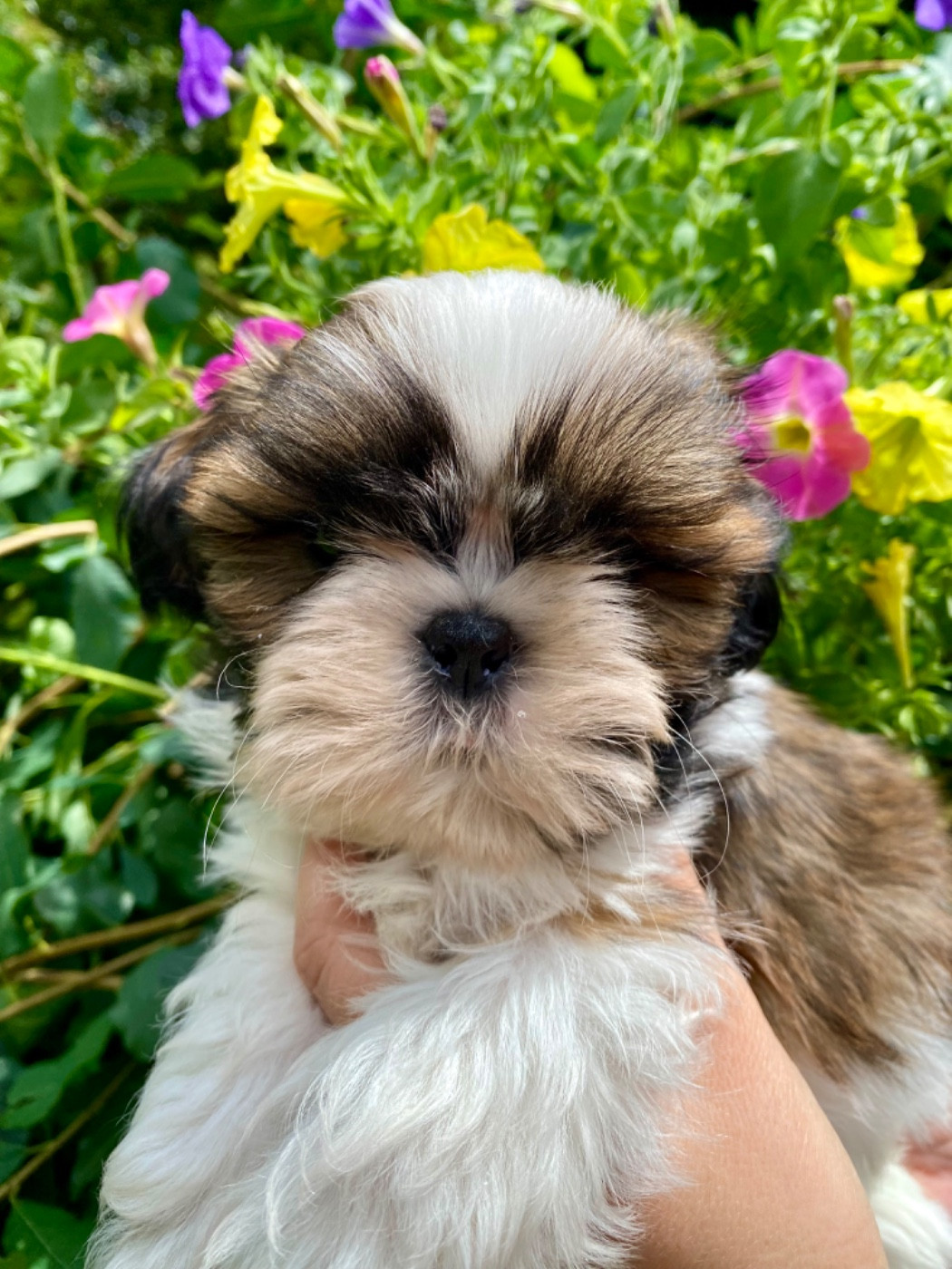 De La Baronnerie Des Cuillerdier - Chiots disponibles - Shih Tzu