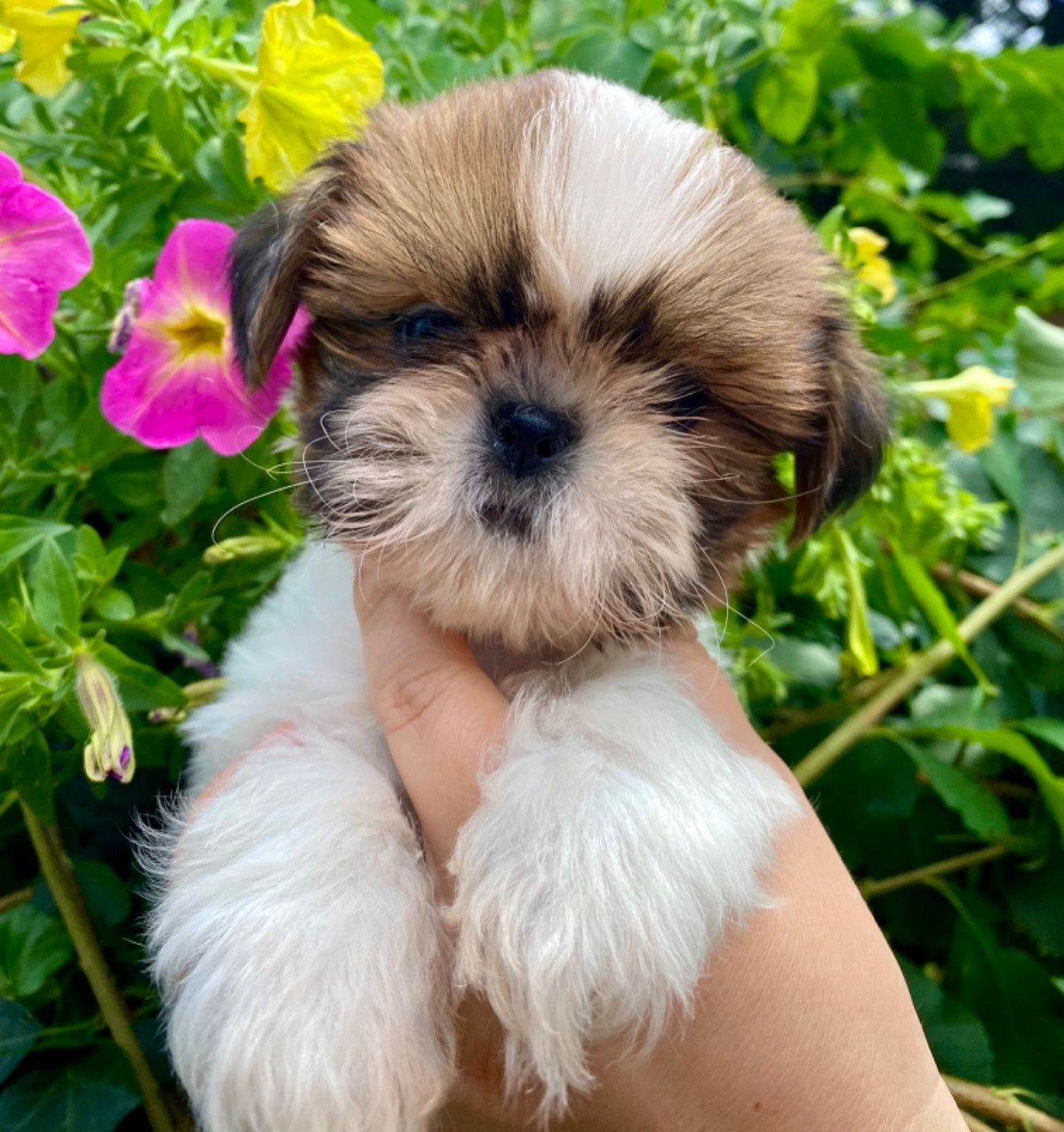 De La Baronnerie Des Cuillerdier - Chiots disponibles - Shih Tzu