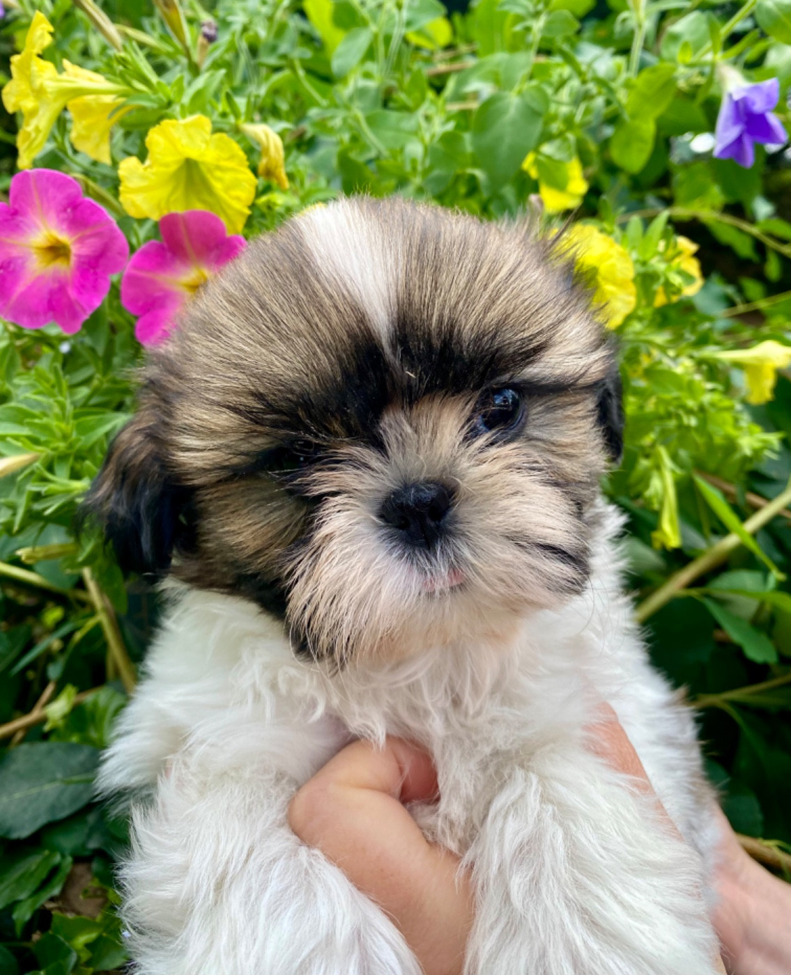De La Baronnerie Des Cuillerdier - Chiots disponibles - Shih Tzu