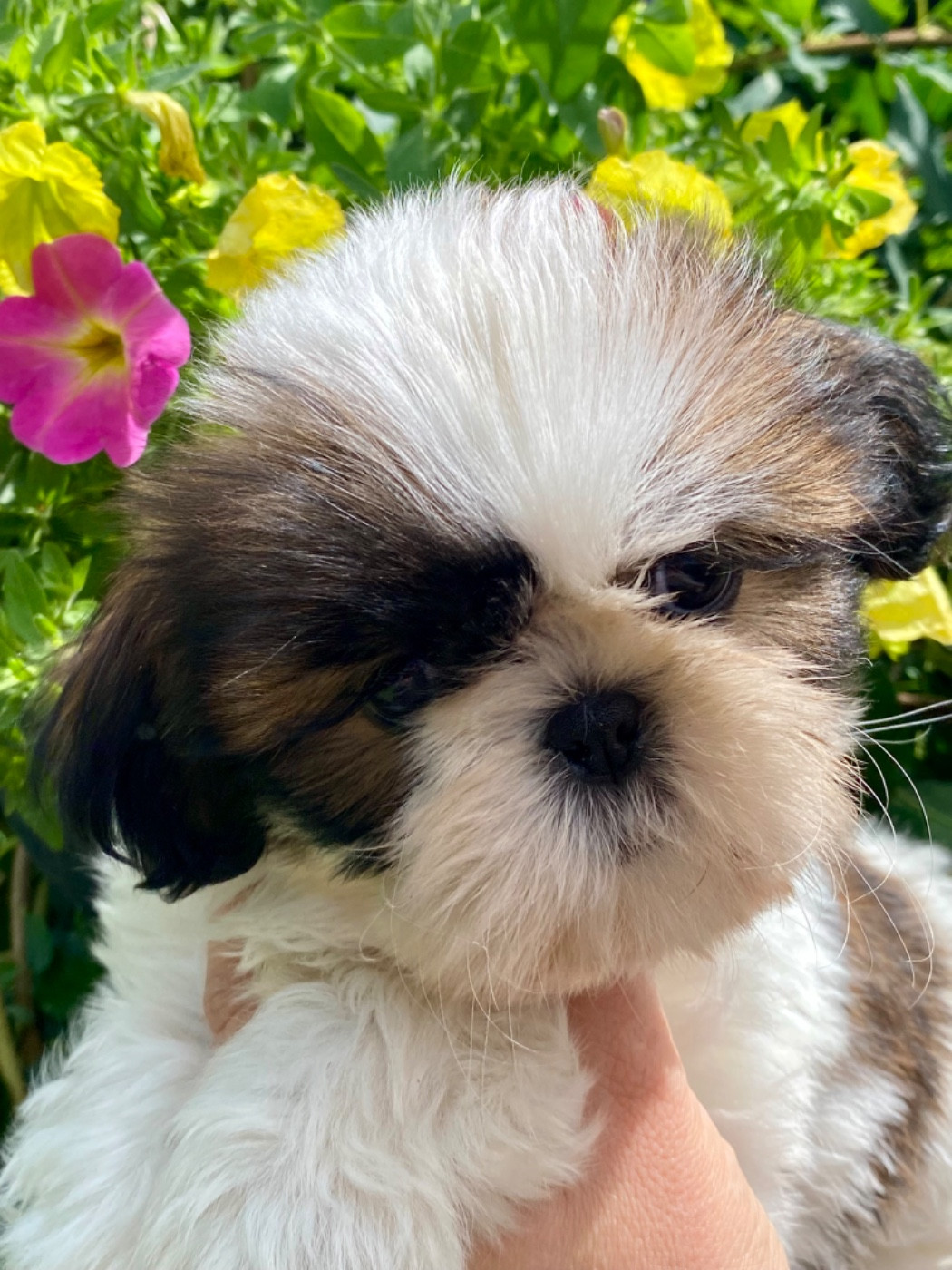 De La Baronnerie Des Cuillerdier - Chiots disponibles - Shih Tzu