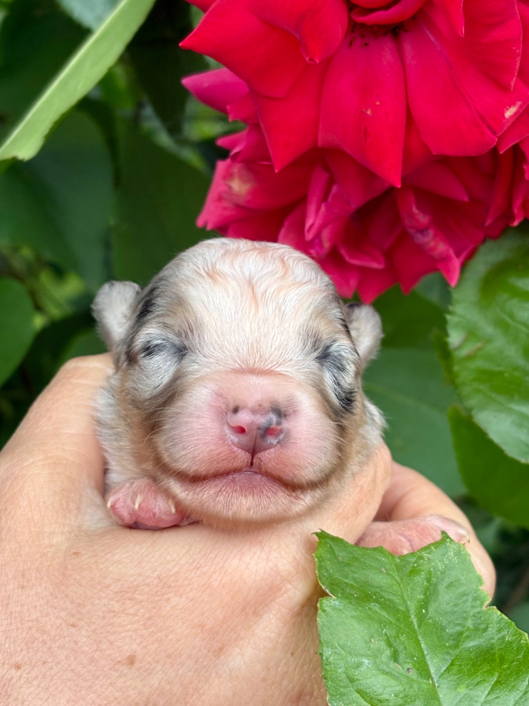 De La Baronnerie Des Cuillerdier - Chiots disponibles - Berger Australien