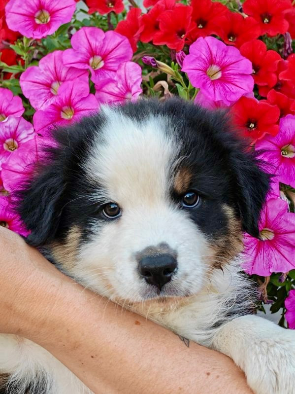 De La Baronnerie Des Cuillerdier - Chiots disponibles - Berger Australien