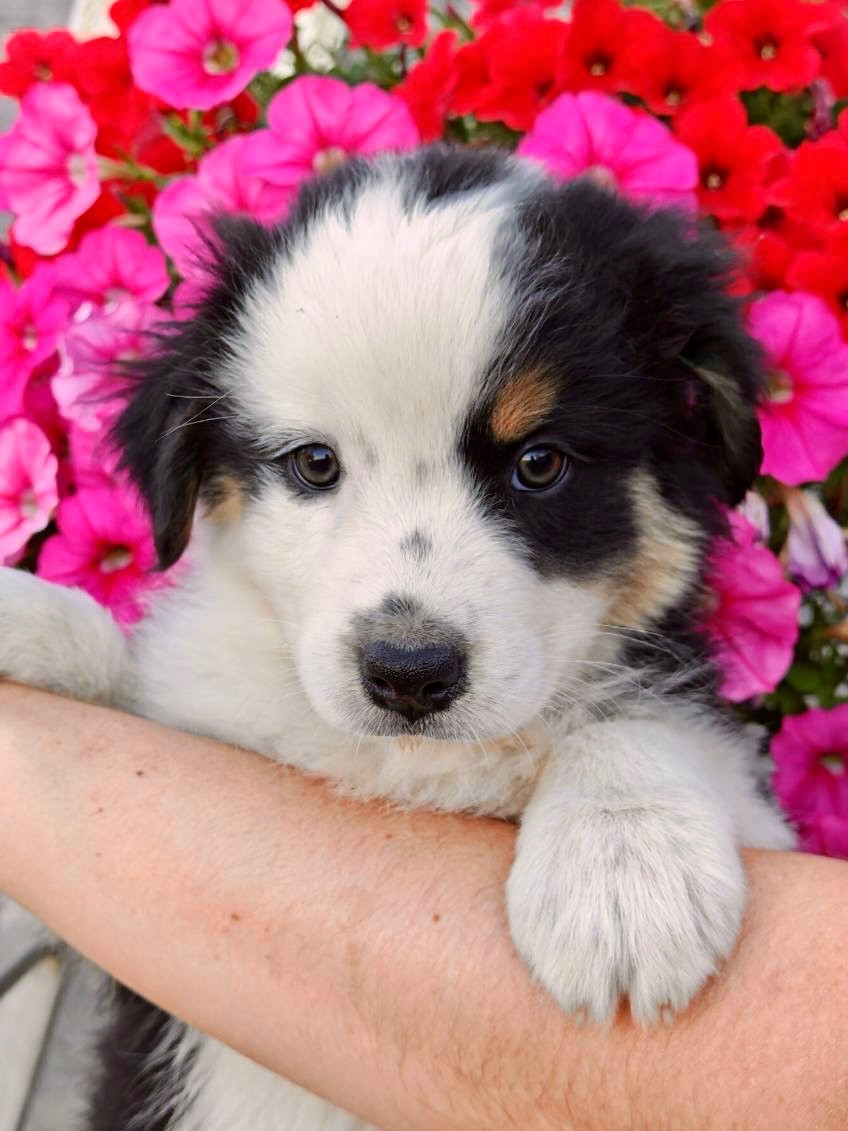 De La Baronnerie Des Cuillerdier - Chiots disponibles - Berger Australien