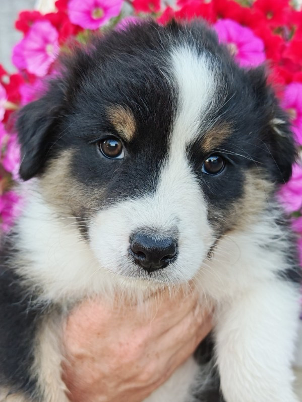 De La Baronnerie Des Cuillerdier - Chiots disponibles - Berger Australien