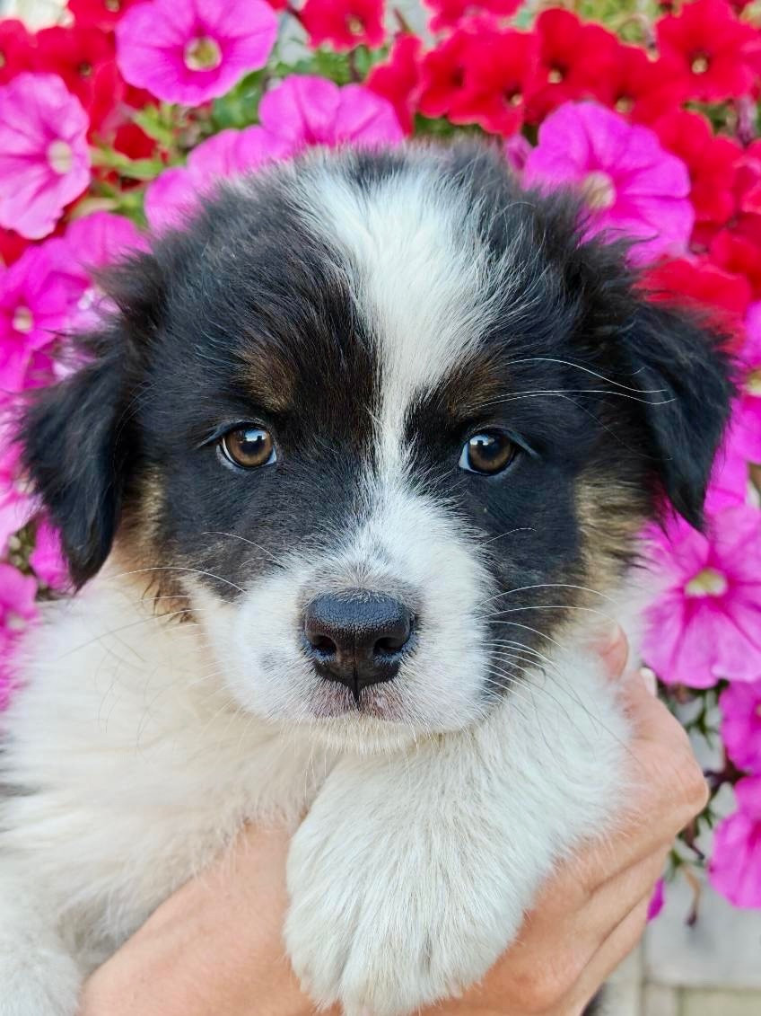De La Baronnerie Des Cuillerdier - Chiots disponibles - Berger Australien
