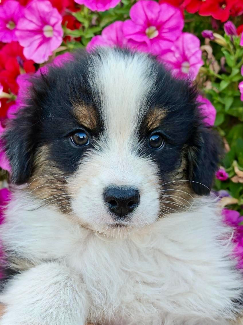 De La Baronnerie Des Cuillerdier - Chiots disponibles - Berger Australien