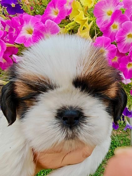 De La Baronnerie Des Cuillerdier - Chiots disponibles - Shih Tzu
