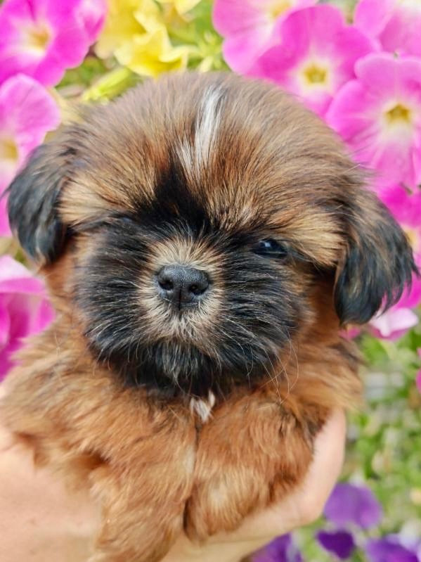 De La Baronnerie Des Cuillerdier - Chiots disponibles - Shih Tzu