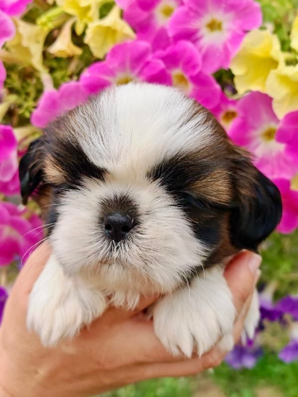 De La Baronnerie Des Cuillerdier - Chiots disponibles - Shih Tzu