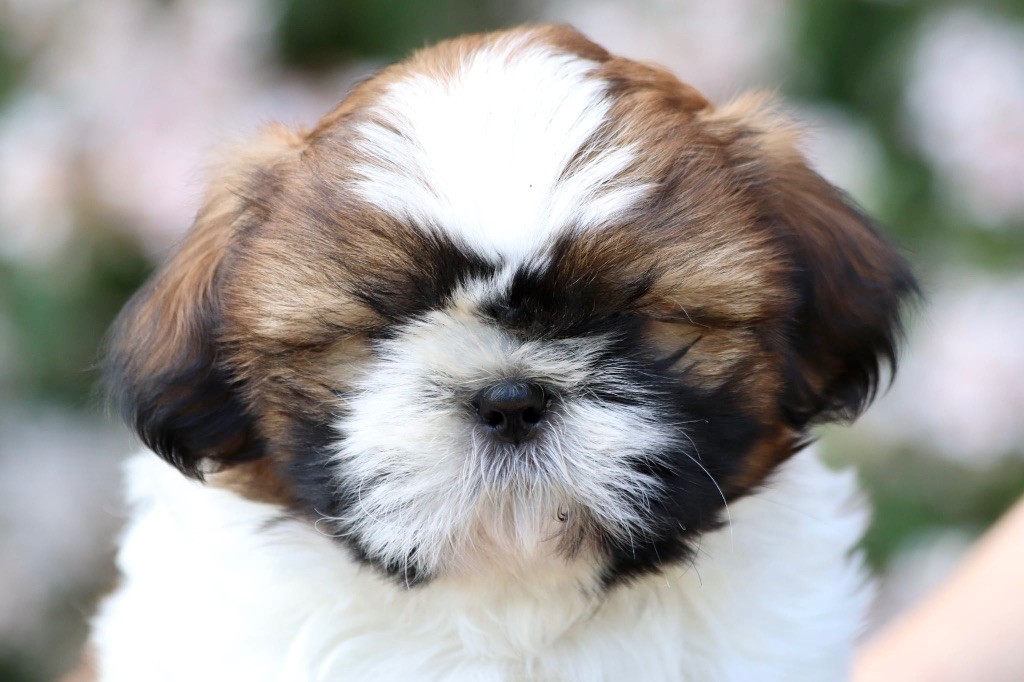 De La Baronnerie Des Cuillerdier - Chiots disponibles - Shih Tzu