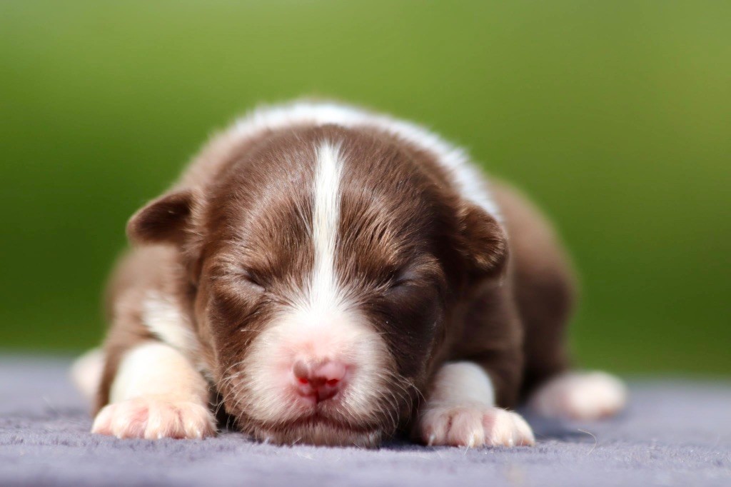 De La Baronnerie Des Cuillerdier - Chiots disponibles - Berger Australien