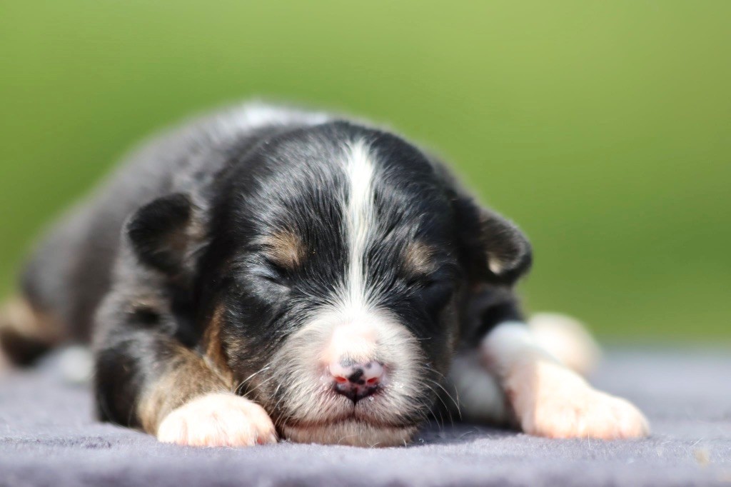 De La Baronnerie Des Cuillerdier - Chiots disponibles - Berger Australien