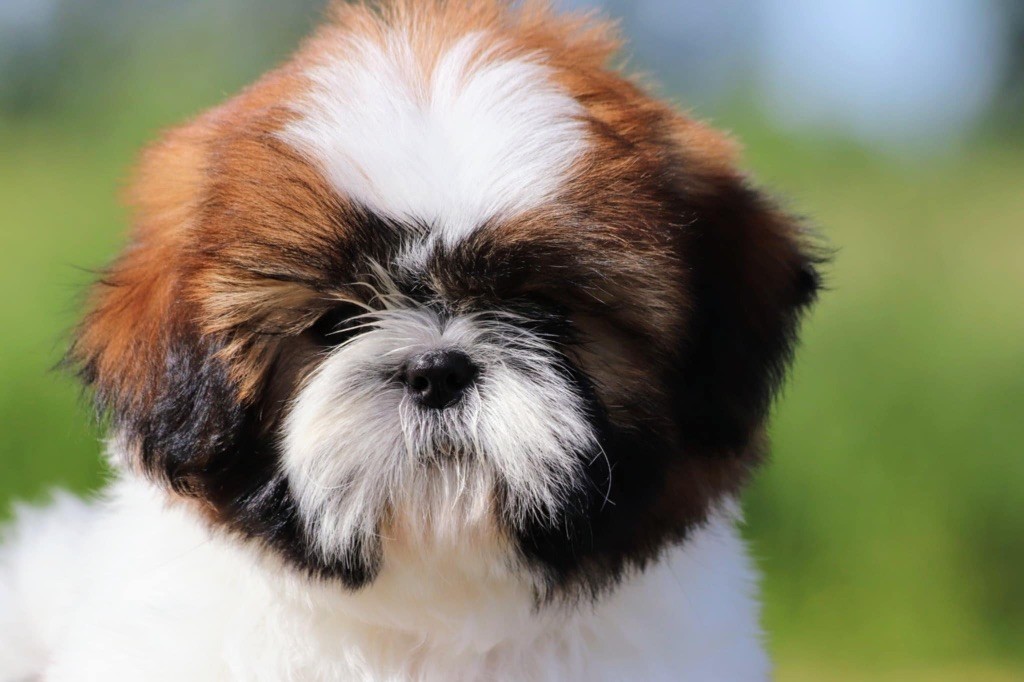 De La Baronnerie Des Cuillerdier - Chiots disponibles - Shih Tzu