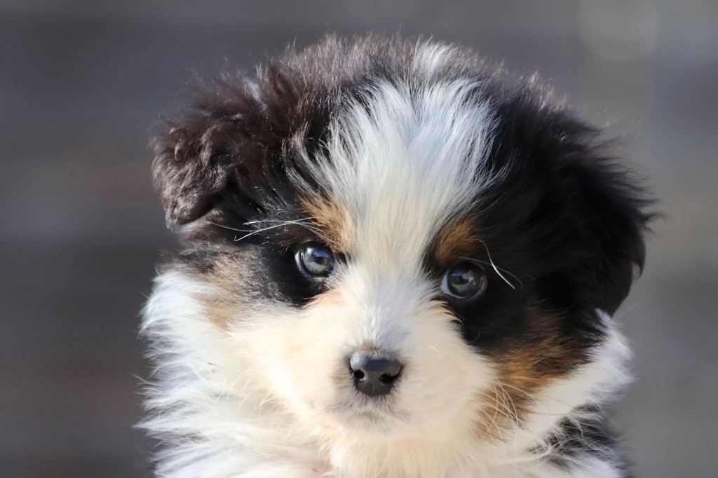 De La Baronnerie Des Cuillerdier - Chiots disponibles - Berger Australien