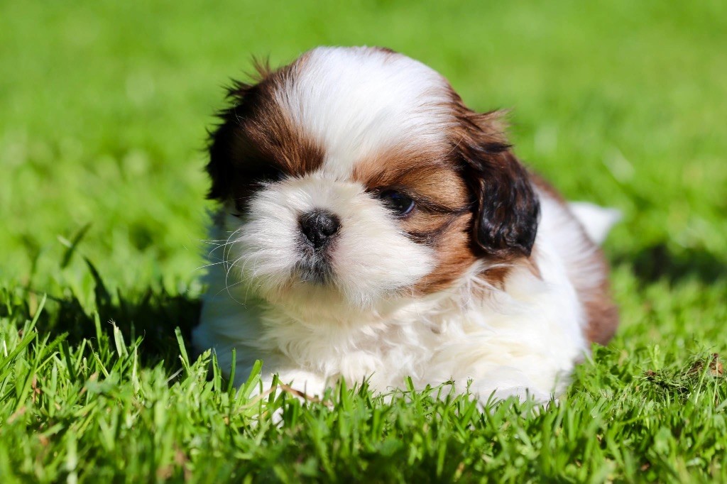 De La Baronnerie Des Cuillerdier - Chiots disponibles - Shih Tzu