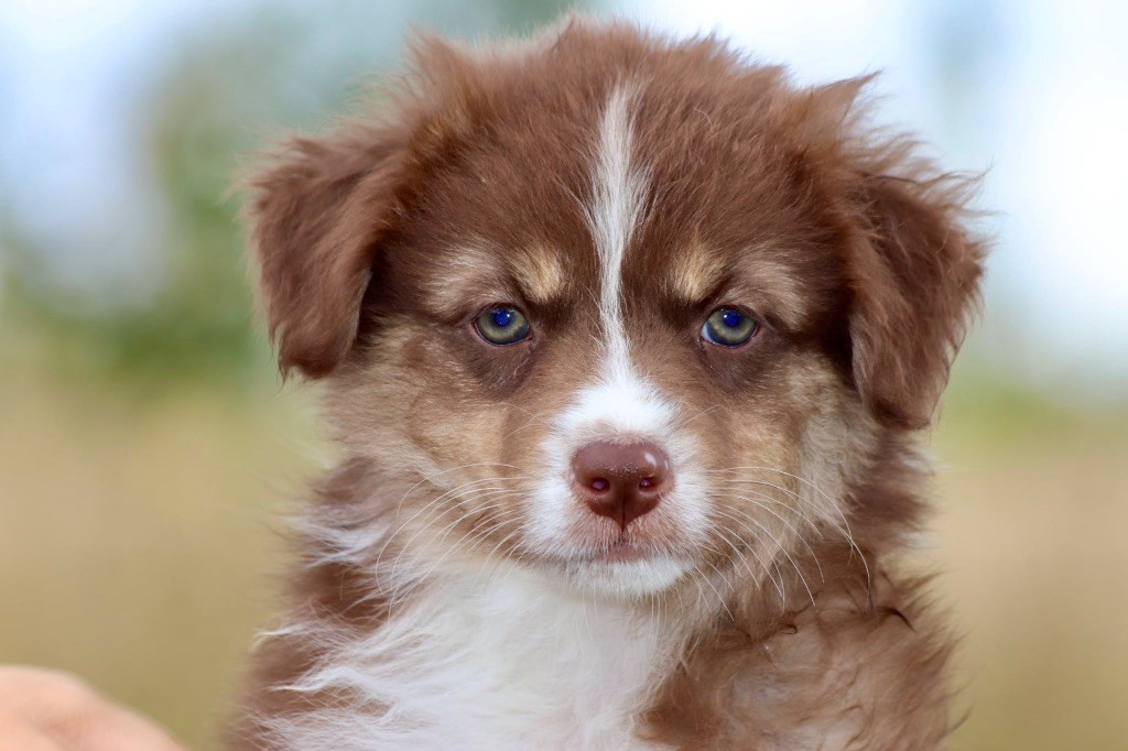 De La Baronnerie Des Cuillerdier - Chiots disponibles - Berger Australien