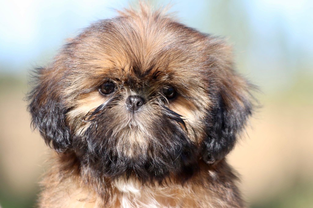 De La Baronnerie Des Cuillerdier - Chiots disponibles - Shih Tzu